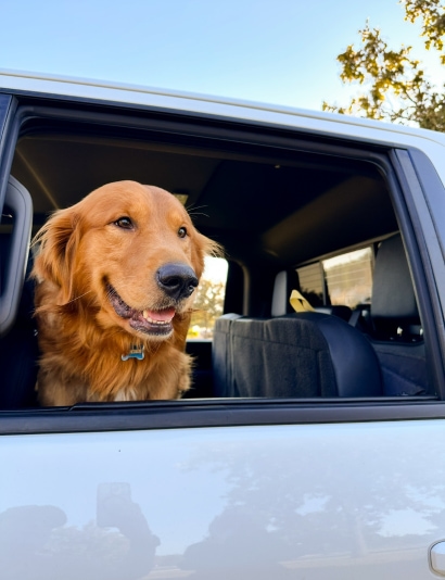 Thumbnail for Operation Kindness Joint Free Vaccine & Food Drive